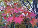 IMG_20151015_163410.jpg